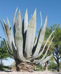 Maybe you would like to learn more about one of these? Plants Chamizal National Memorial U S National Park Service