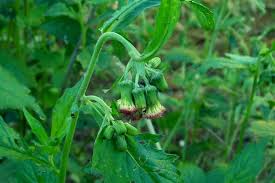 Image result for Crassocephalum crepidioides