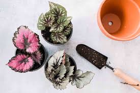 Rex begonias are a tropical plant, prized for their intricate leaf patterns. Rex Begonias Plant Care Growing Guide