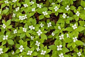 Wet soil loving plants for usda zone 3. 14 Amazing Ground Cover Plants That Enjoy Wet Feet
