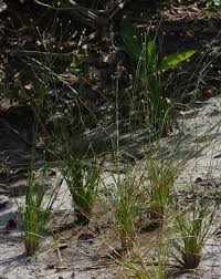 Image result for Xyris anceps