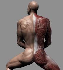 It is the physical structure of a person. Model Animals Men And Women Color Men Body Painting Sculpture 2x 0827 Zlf Human Anatomical Model Women Of Learning Model Or Textbook Muscle System As An Anatomical Model Science Education