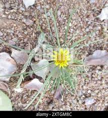 Image result for Geigeria burkei