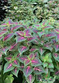 Image result for Coleus scutellarioides