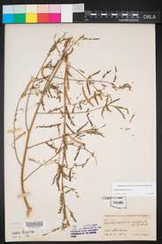 Image result for Aeschynomene nodulosa