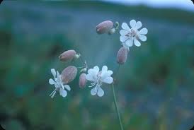 Image result for Silene kiwuensis
