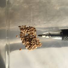 Image result for Solanum scabrum