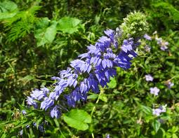 Image result for Lobelia pteropoda