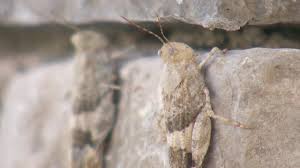 Grasshoppers are found throughout north america, but are most problematic in the high plains and rocky mountain states, especially in areas where rainfall is between 10 to 30 a year. Grasshoppers Can Cause Damage To Your Gardens