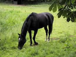 If you do not find the exact resolution you are looking for, then go for. Dessins En Couleurs A Imprimer Cheval Numero 683223