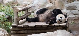 Le panda yuan meng fête samedi 4 août son premier anniversaire dans le zooparc de beauval, où il a vu le jour et où il grandit depuis en compagnie de sa mère, huan huan. Bebe Panda A Beauval Encore Quelques Semaines De Suspense Vibration Vibrons Ensemble