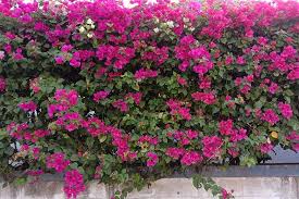 From here, guests can make the most of all that the lively city has to offer. 23 Of The Best Defensive Plants For Home Security Gardener S Path