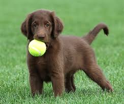 Maybe you would like to learn more about one of these? Flat Coated Retriever Puppies For Sale Off 54 Www Usushimd Com