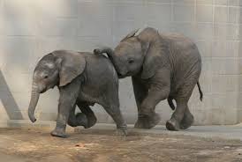 Some Endangered Species Were Evacuated From The San Diego Wild Animal Park This Is Impunga Running After His Little Sister The Wildfires Were Burning Less Th Wild Animal Park Animals Wild