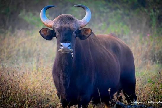 Wildlife Photography ..... Indian Bison / Gaur (Bos Gaurus) ----------------------------------------------------------------------------------- Gear; Nikon D3100, Lens; Nikkor VR Kit 55-300mm EXIF; A- f/5.3, SS- 1/60 sec, ISO- 400, FL- 210 mm, M ...