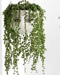 These Are The Best Indoor And Outdoor Hanging Plants For Your Home Plants Hanging Plants House Plants