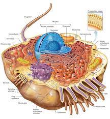 The Biomics On Instagram A Composite Cell Illustrates The Organelles And Other Structures Found In Cells Specialized Cells Differ In The Numbers An Anatomia
