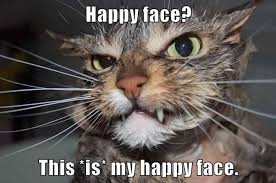 Lolcats Happy Lol At Funny Cat Memes Funny Cat Pictures With Words On Them Lol Cat Memes Funny Cats Funny Cat Pictures With Words On See more ideas about cat memes, crazy cats, funny cats.