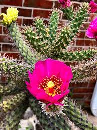 For all questions or concerns regarding this facebook group, the central arizona cactus and succulent society. One Of Our Central Oklahoma Cactus Succulent Society Facebook