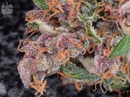 We did not find results for: Autofrisian Dew And Starryder Grow Review Dutch Passion Blogs