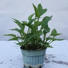 Image result for Lobelia petiolata