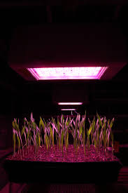 A 900w led grow light will cover a 4 x 4ft space. Grow Faster Grow Stronger Speed Breeding Crops To Feed The Future The New York Times