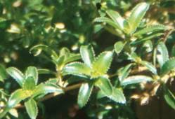 Image result for Cliffortia