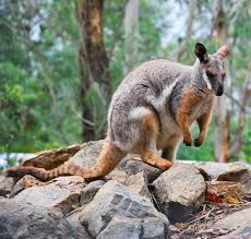 Petrogale Penicillata Brush Tailed Rock Wallaby Australia Animals Australian Native Animals Australian Mammals