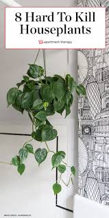 8 Houseplants So Low Maintenance They Re Basically Fake Plants Houseplants Indoor Plants