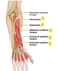 I've just switched over to a diagram to show you this muscle. Forearm Muscles Attachment Nerve Supply Action Anatomy Info