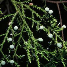 Image result for Huperzia dacrydioides