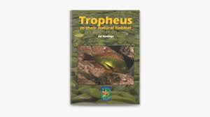 Tropheus in their natural habitat by Ad Konings