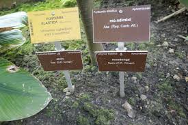 Image result for Funtumia elastica