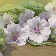 6 the immature fruits may be consumed raw as a snack. Marshmallow For Skincare Get Soft Plump Skin With One Of Nature S Kindest Ingredients