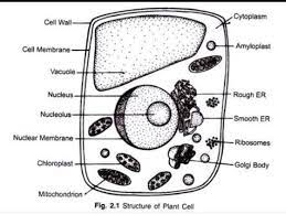 Similar with cell wall png. Draw A Neat Labeled Diagram Of Plant Cell By Finding Out The Names Of The Cell Organellesas Per Brainly In