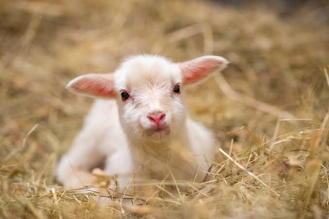 Lamb Born at Farm Sanctuary Will Know a Lifetime of Love