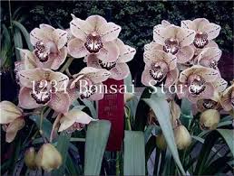 Be sure to protect them from the midday sun if that's an issue where you live. New Sale 100 Pcs Rare Cymbidium Orchid Plants African Cymbidiums Plantas Phalaenopsis Bonsai Flower Plants For Home Garden Light Purple Seeds Only Buy Online In Cayman Islands At Cayman Desertcart Com Productid 116320816