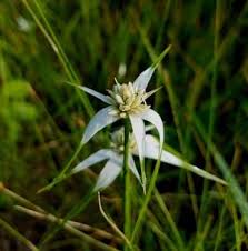 Image result for Rhynchospora brevirostris