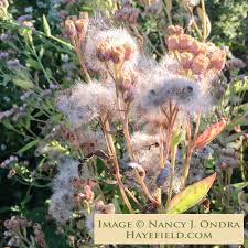 Image result for Pluchea