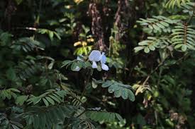 Image result for Tephrosia vogelii