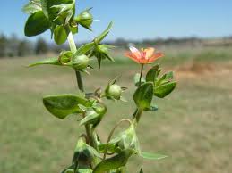 Image result for Lysimachia arvensis