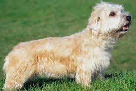 In contrast, buying wheaten terriers from breeders can be prohibitively expensive. Glen Of Imaal Terrier Puppies For Sale From Reputable Dog Breeders