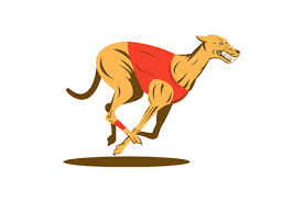 Greyhound Dog Racing In 2020 Grey Hound Dog Greyhound Dogs