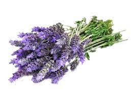 French Lavender Essential Oil Lavender Flowers French Lavender Essential Oil Lavender