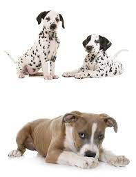 The cost to adopt a dalmatian is around $300 in order to cover the expenses of caring for the dog before. Is The Dalmatian Pitbull Mix The Right Pet For Me