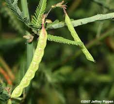 Image result for Aeschynomene indica