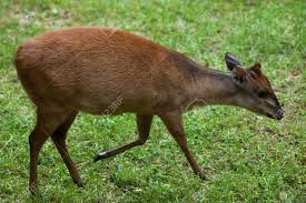 Image result for Cola natalensis