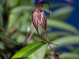 Image result for Bulbophyllum comatum