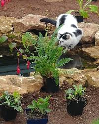 Catsingardens Hashtag On Instagram Photos And Videos In 2020 Outdoor Fish Ponds Small Fish Pond Fish Ponds Backyard