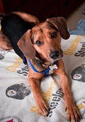 Black And Tan Beagle Coonhound Mix Beagle Coonhound Mix Puppies Dogs Coonhound Miss My Dog Dogs